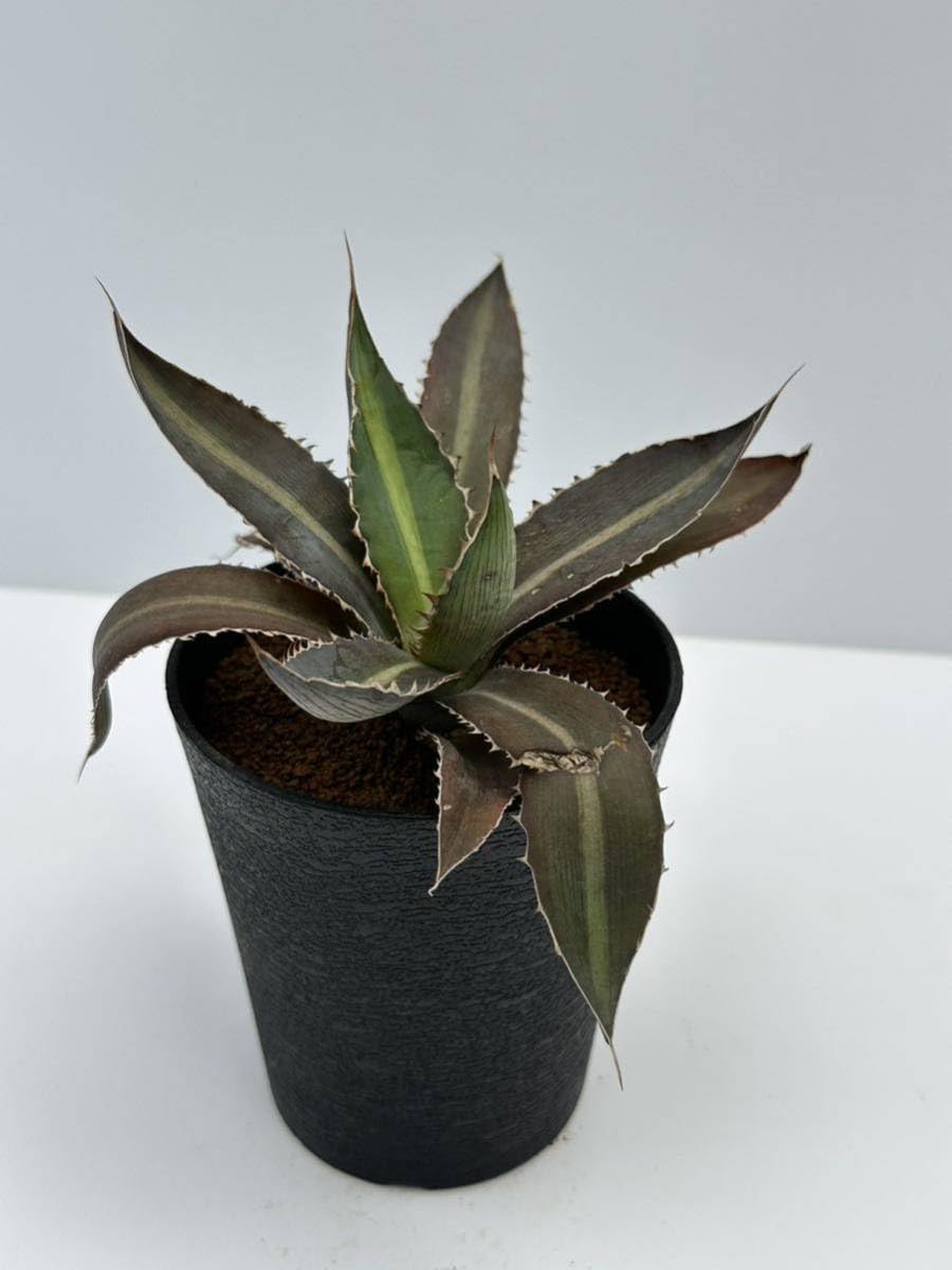 Amazon.co.jp: アガベ ローファンサ Agave lophantha コンパクト